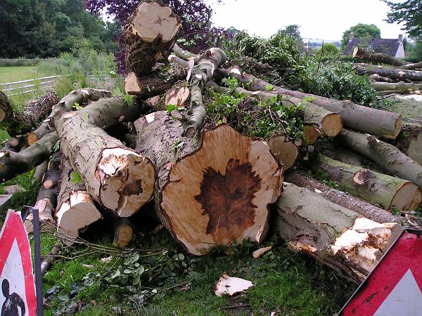 SOME OF THE TREES WERE DECAYING.JPG - Some of the trees were decaying